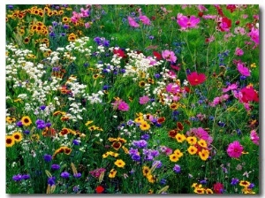 Colourful Wildflowers, USA