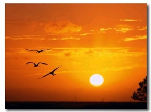 Frigate Birds Soaring at Sunrise, Cayos Cochinos, Islas De La Bahia, Honduras