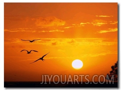 Frigate Birds Soaring at Sunrise, Cayos Cochinos, Islas De La Bahia, Honduras