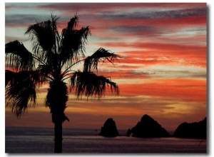 Sunset Palm with Rock Formation, Los Arcos in the Distance, Cabo San Lucas, Baja California, Mexico