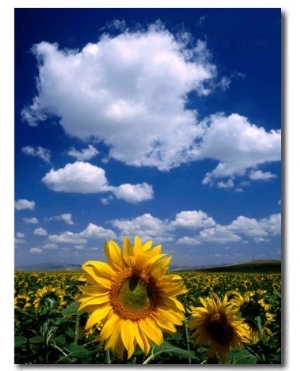 Sunflowers in Anatolia, Turkey