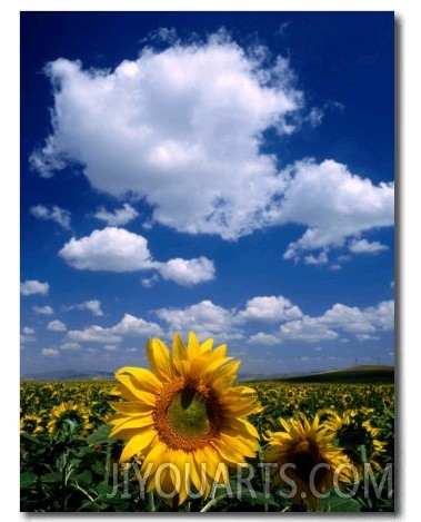 Sunflowers in Anatolia, Turkey