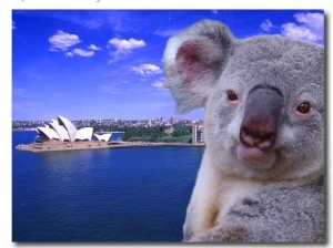 Portrayal of Opera House and Koala, Sydney, Australia