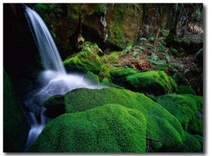 Rainforest Waterfall Walls of Jerusalem National Park, Tasmania, Australia