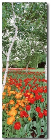 Spring Flowers, Lake Burley Griffin, Australia