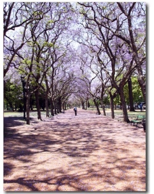 Jacarandas Trees Bloom in City Parks, Parque 3 de Febrero, Palermo, Buenos Aires, Argentina