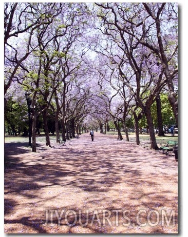 Jacarandas Trees Bloom in City Parks, Parque 3 de Febrero, Palermo, Buenos Aires, Argentina
