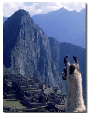 Llama, Machu Picchu, Peru