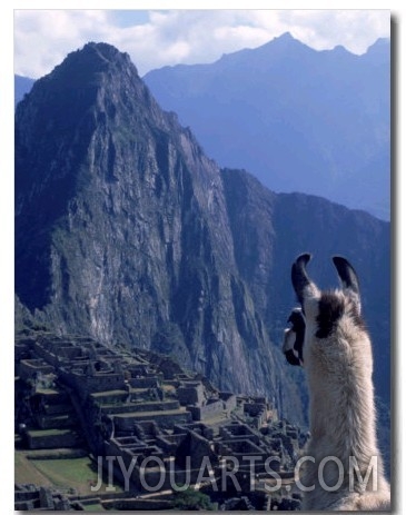 Llama, Machu Picchu, Peru