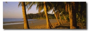 Palm Trees on the Beach, Samara Beach, Guanacaste Province, Costa Rica