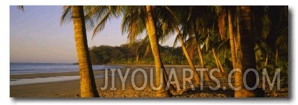 Palm Trees on the Beach, Samara Beach, Guanacaste Province, Costa Rica