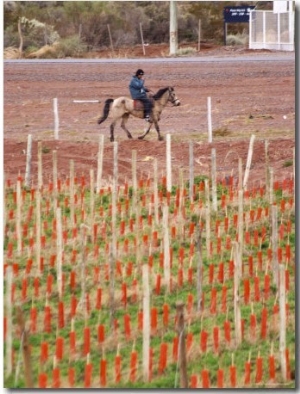 View of Vineyards and Mountain, Bodega Del Anelo Winery, Finca Roja, Neuquen, Patagonia, Argentina