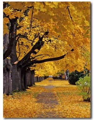 Autumn Maple Trees, Missoula, Montana, USA