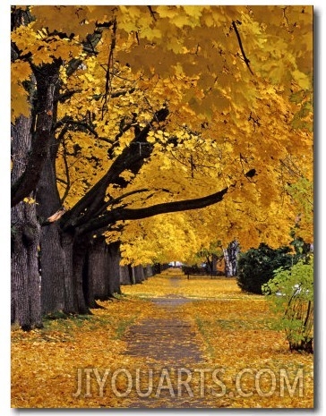 Autumn Maple Trees, Missoula, Montana, USA