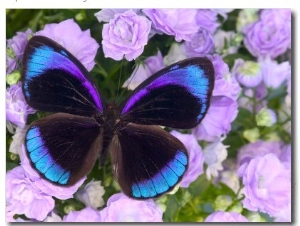 Blue and Black Butterfly on Lavender Flowers, Sammamish, Washington, USA