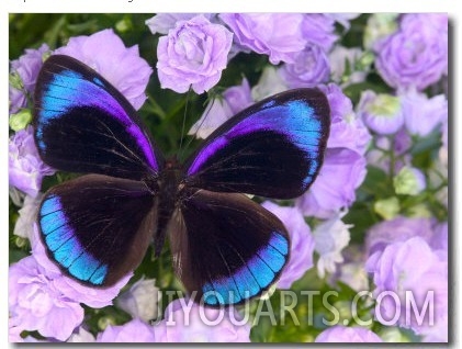 Blue and Black Butterfly on Lavender Flowers, Sammamish, Washington, USA