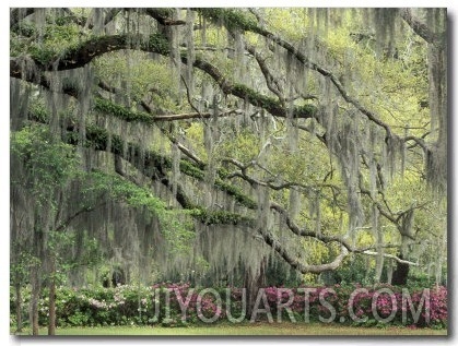 Live Oak Tree Draped with Spanish Moss, Savannah, Georgia, USA