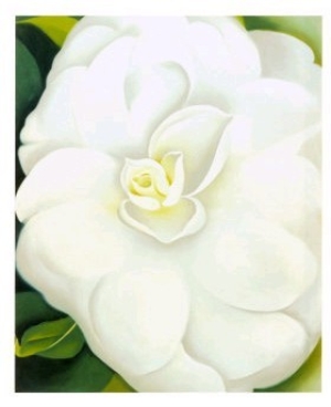 White Camelia