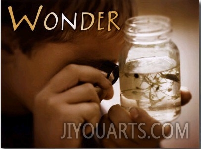 Wonder