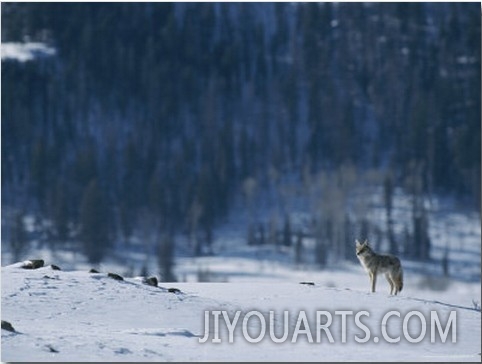 A Coyote Surveys a Snowy Landscape Near the Edge of a Forest