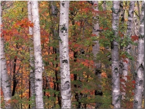 Forest Landscape and Fall Colors, North Shore, Minnesota, USA