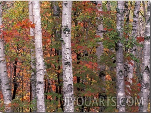 Forest Landscape and Fall Colors, North Shore, Minnesota, USA