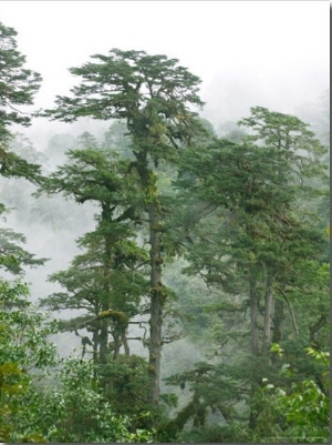 Landscape of Mountain Forest, Between Wangdi and Thimphu, Bhutan