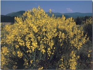 Spanish Broom in a Landscape, National Park of the Casentino Forests, Mount Falterona and Campigna