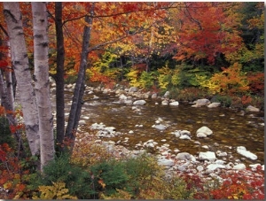 Swift River with Aspen and Maple Trees in the White Mountains, New Hampshire, USA