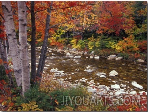 Swift River with Aspen and Maple Trees in the White Mountains, New Hampshire, USA