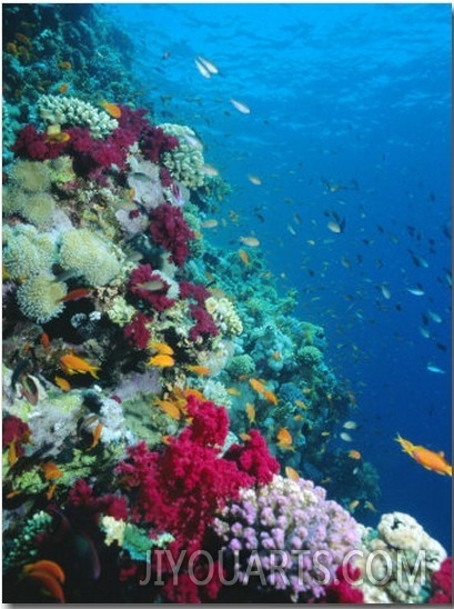 Huge Biodiversity in Living Coral Reef, Red Sea, Egypt