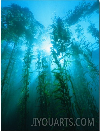 Kelp Forest Underwater, Tasmania, Australia