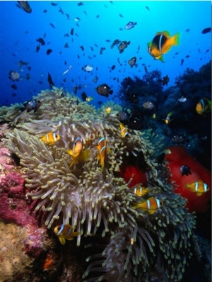 Stonefish on Jackson Reef in Red Sea, Tiran Island, Egypt