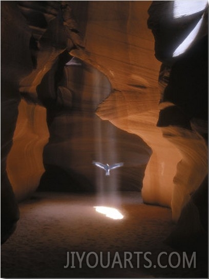 Dove Flying in Cave