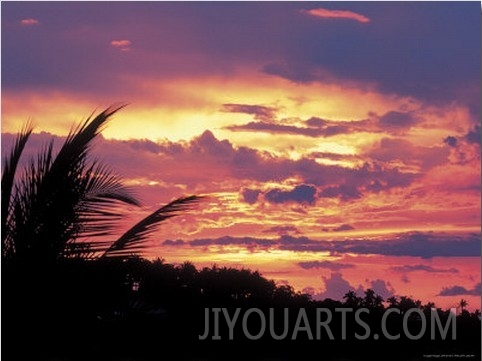 Gold and Pink Sunset with Silhouette of Palm Tree