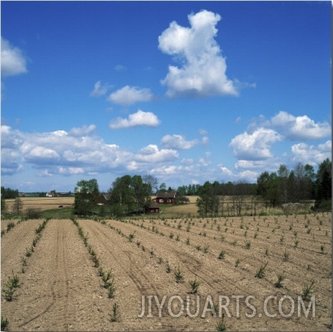 Crop in a Field