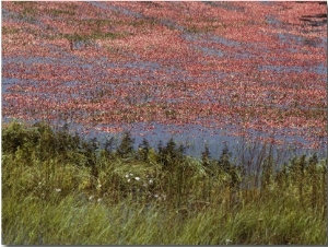 Floating Cranberries Turn a Bog Pinkish Red