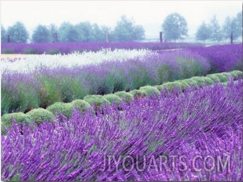 Lavender Field, Sequim, Washington, USA