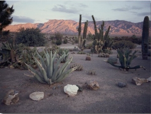 A Desert Cactus Garden in Nevada