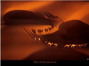 Dromedary Caravan near Nouakchott, Mauritania