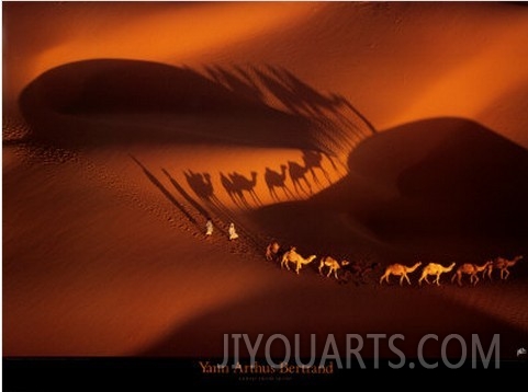 Dromedary Caravan near Nouakchott, Mauritania