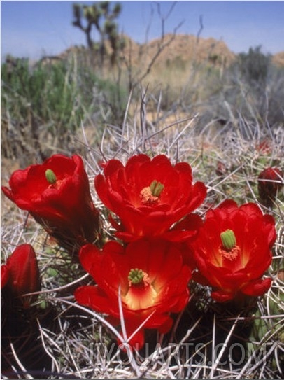 Joshua Tree, Ca, Cactus Flower