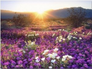 Sand Verbena and Dune Primrose Wildflowers at Sunset, Anza Borrego Desert State Park, California