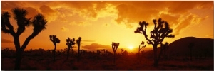 Sunset, Joshua Tree Park, California, USA