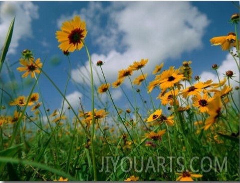 Wild Sunflowers in a Field