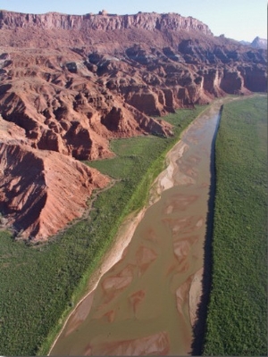Arizona, Kayenta, the San Juan River Flows Through Tamarish Choked Flood Plains