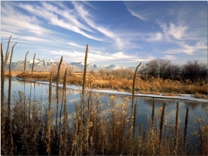 Dried Flower Heads along Slough, Flood Plain of Logan River, Great Basin, Cache Valley, Utah, USA