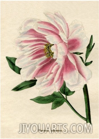 Paeonia moutan or Poppy flowered Tree Peony from Benjamin Maund
