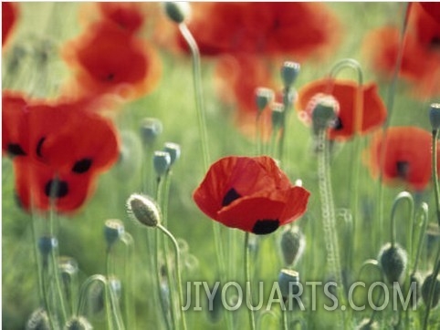 Papaver Commutatum Ladybird, Close up of Red Flowers and Buds