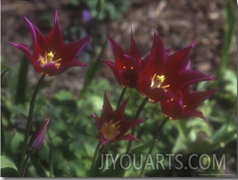 Tulipa  Maytime,  (Late Flowering, Lily Flowered Variety) Flowering in, Kent